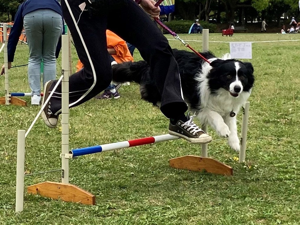 犬のしつけ方教室では、ドッグスポーツ「アジリティ」にも挑戦できます