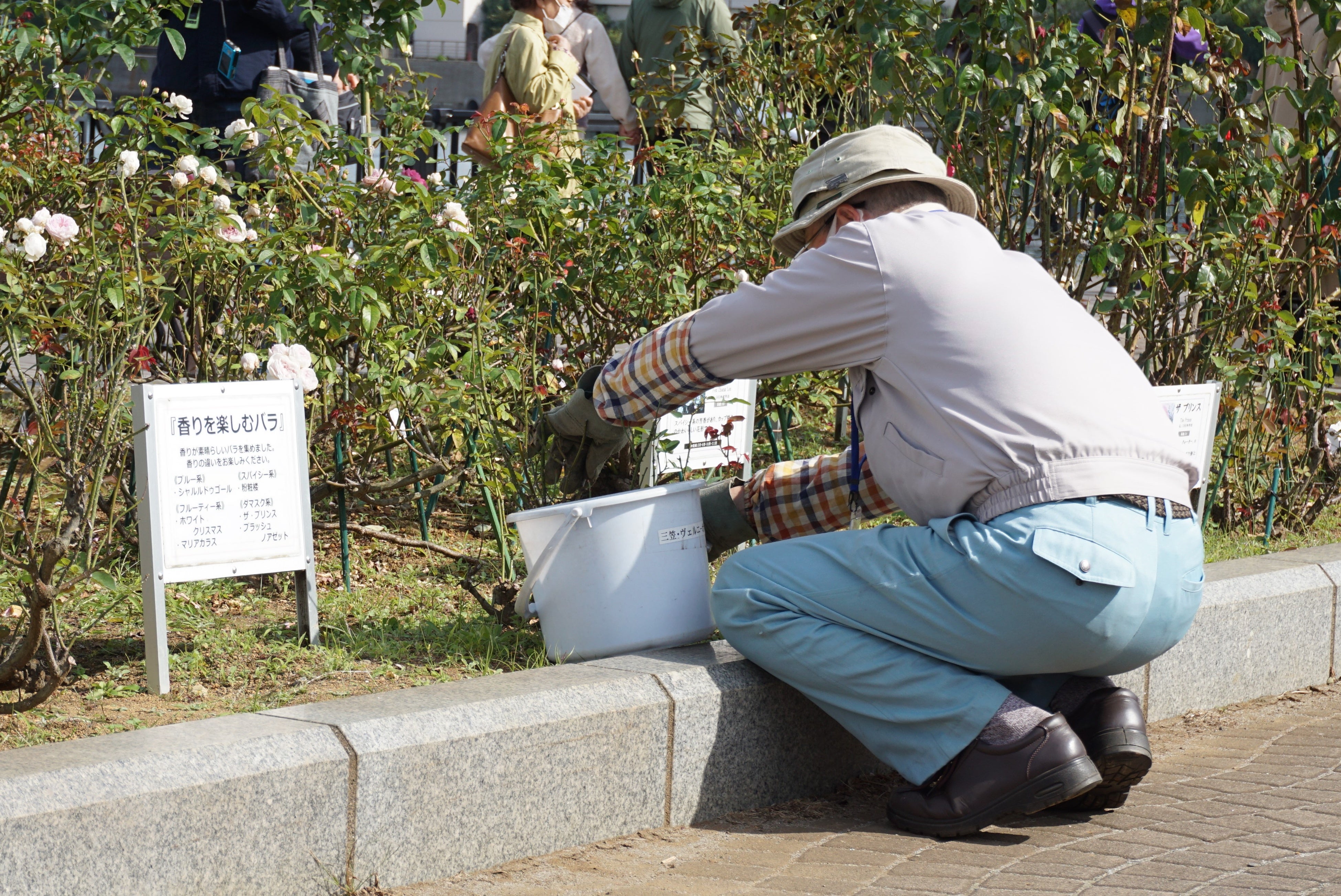 地域のボランティアの方と公園スタッフが協働し、丁寧にバラの維持管理を行っています