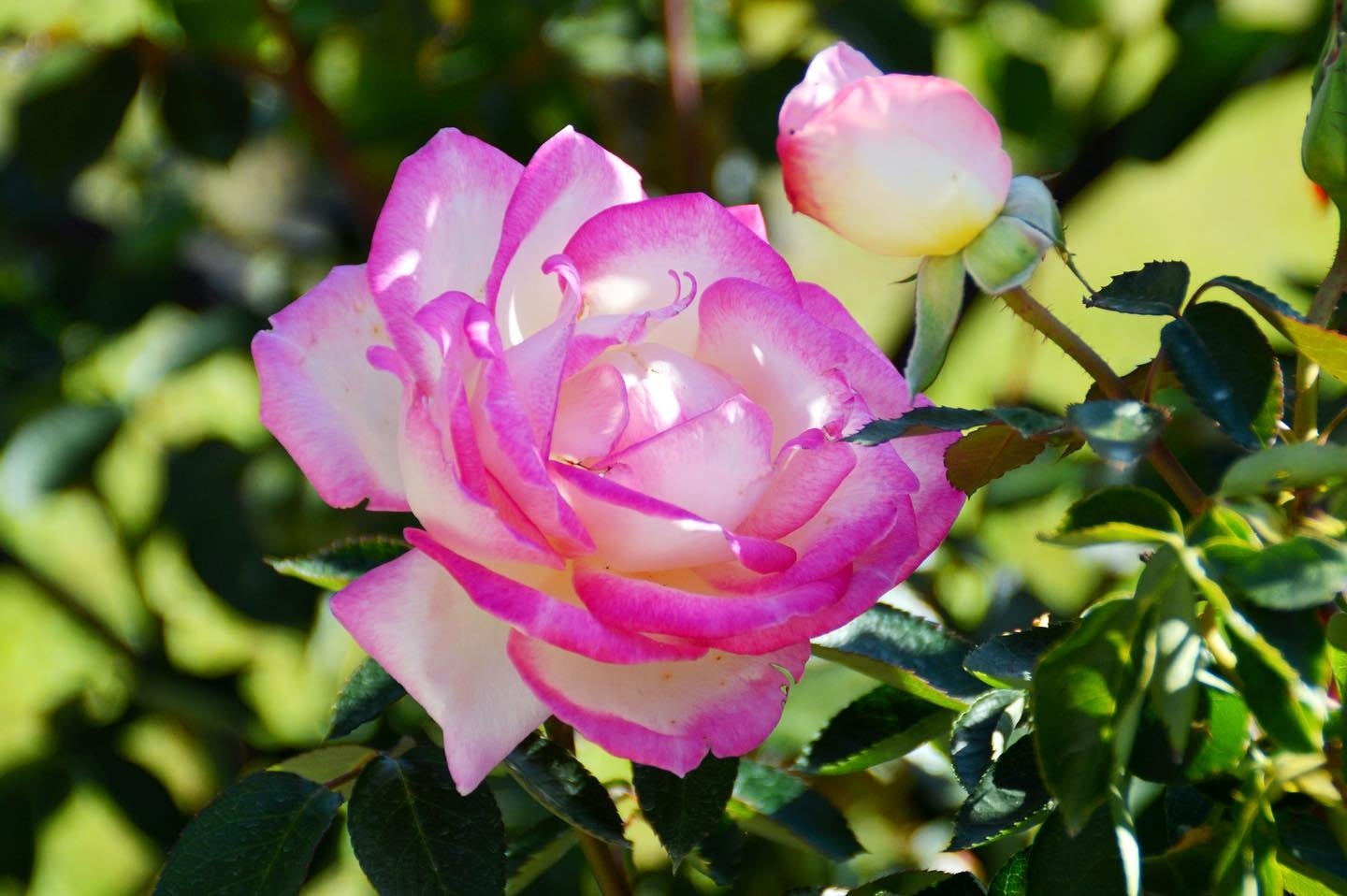 白色に鮮やかなピンクの覆輪が特徴の「プリンセスドゥモナコ」