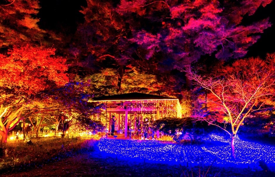 夜の闇に浮かび上がる紅葉とイルミネーションが織りなす鮮やかな絶景 ※2022年の様子(撮影:太田有美子)