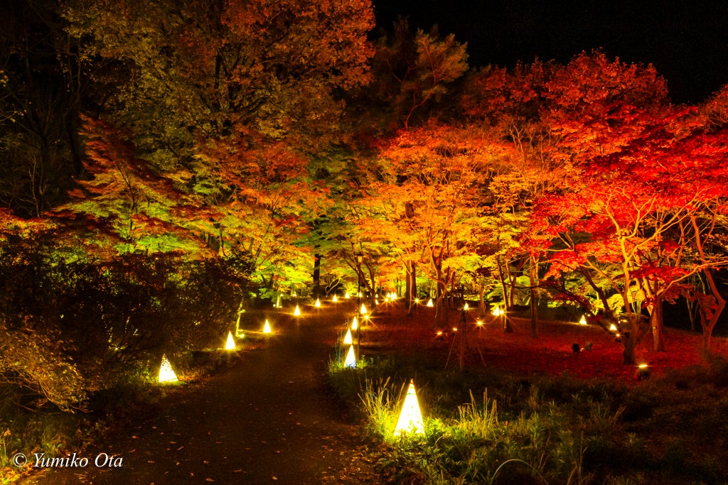 約20種類・約500本のカエデが美しく染まる『紅葉見ナイト(もみじみないと)』※2022年の様子(撮影:太田有美子)