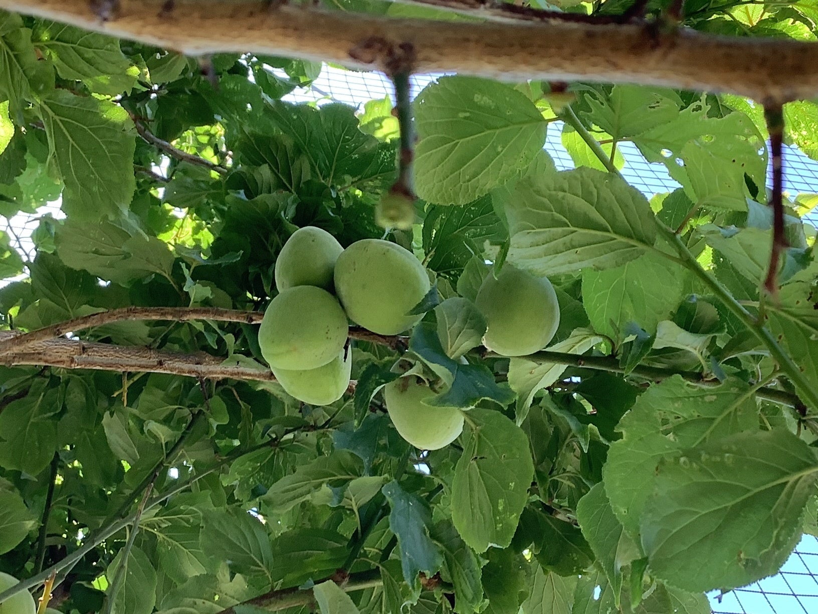 横浜市立梅林小学校内で採れた「梅」