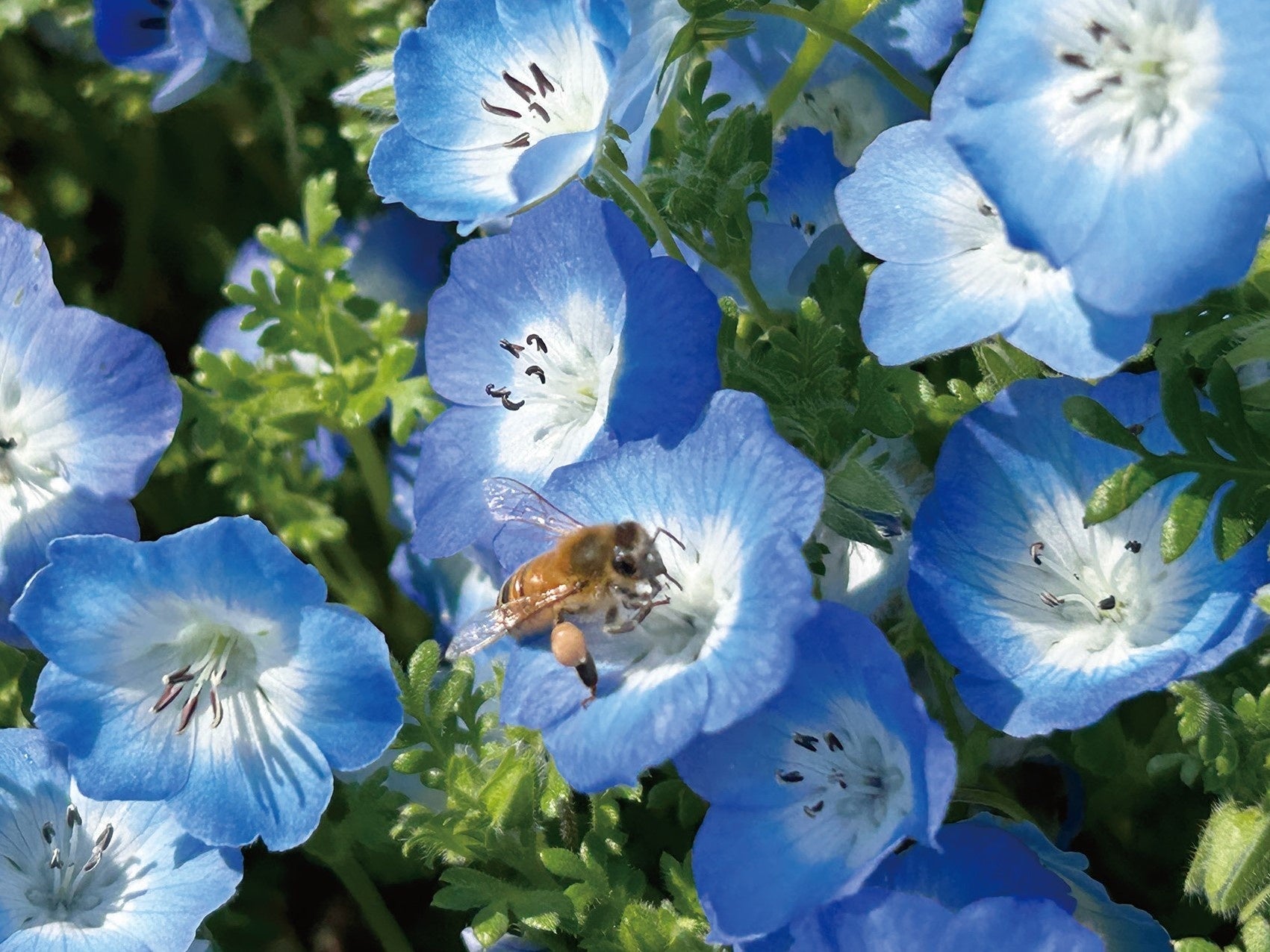横浜市新杉田公園で採れた「はちみつ」