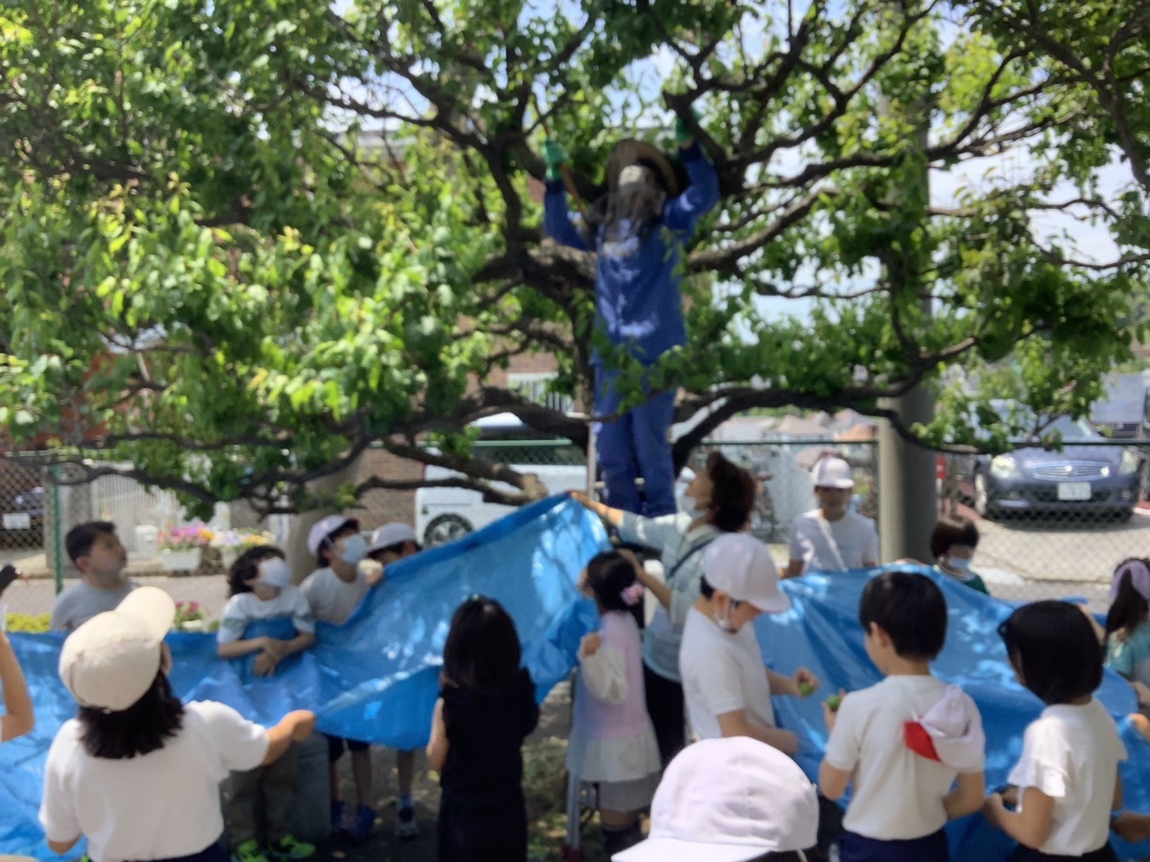 梅の実の収穫作業の様子