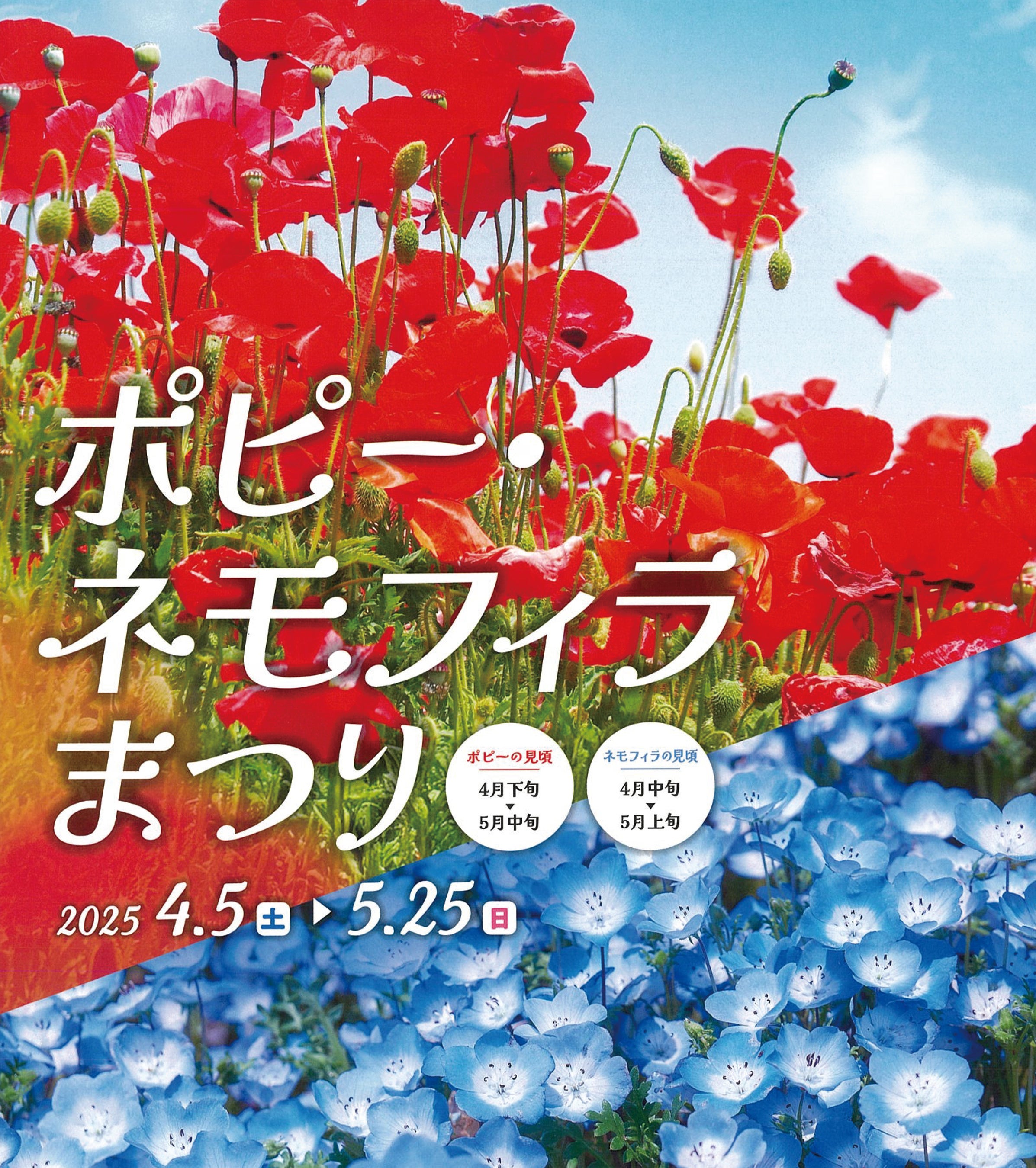 入園無料】標高約70mの「天空の花畑」でネモフィラが見頃！5月は約100