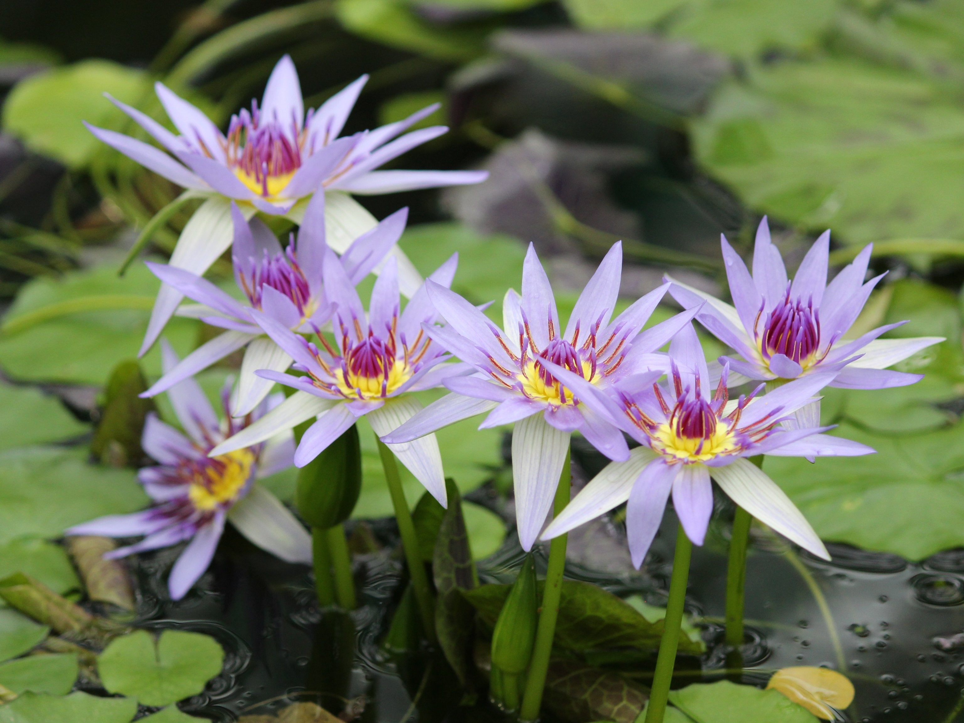 初夏の訪れ・スイレンの花と絵画のような世界と香りを楽しむ「スイレン