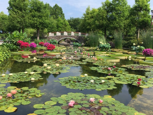 開園30周年!滋賀県・烏丸半島の植物園「草津市立水生植物公園みずの森」で記念祭を2026年7月11日(土)・12日(日)開催 開園30周年!滋賀県・烏丸半島の植物園「草津市立水生植物公園みずの森」で記念祭を2026年7月11日(土)・12日(日)開催
