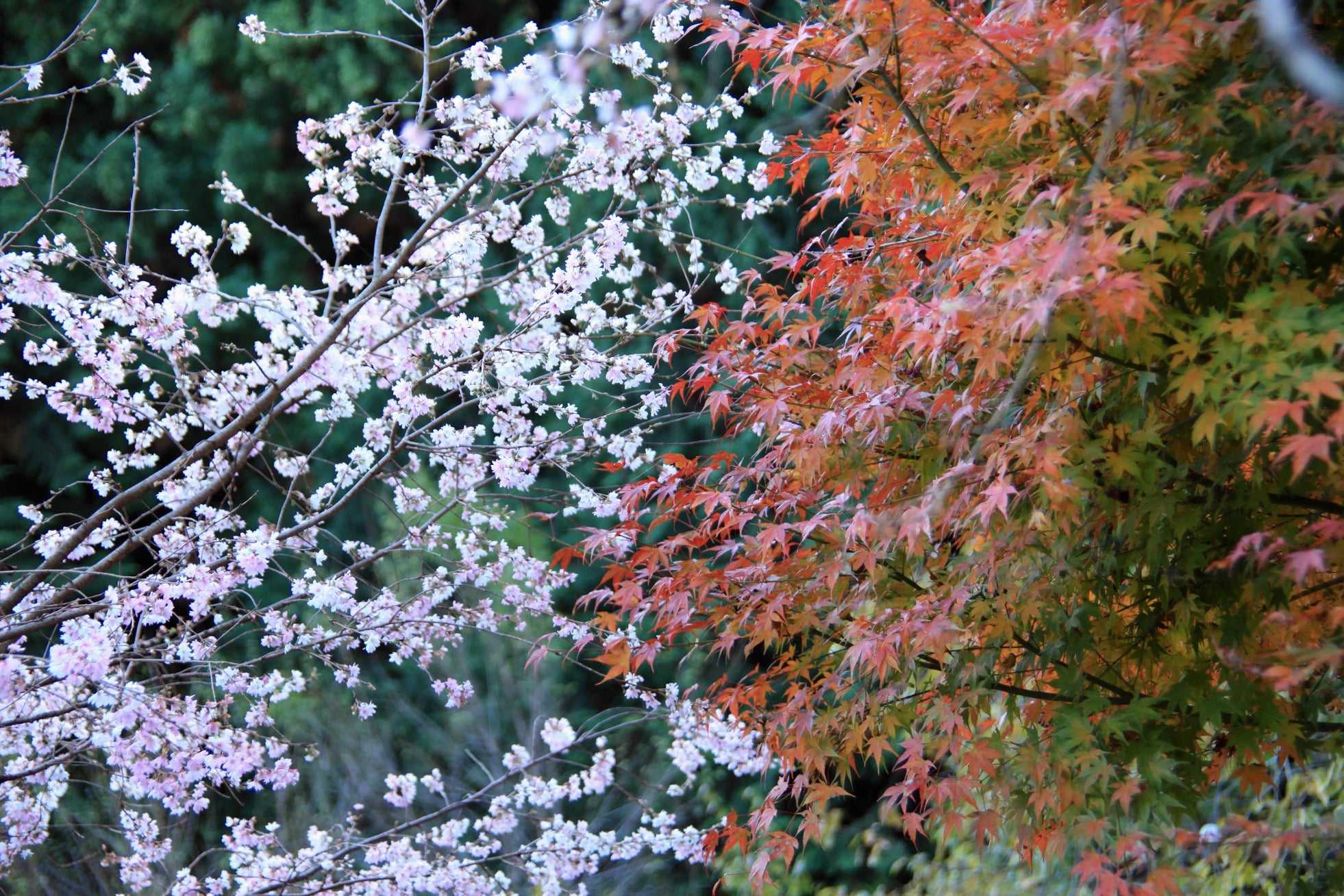 おふろcafe 白寿の湯にて、神川町の冬に咲く希少な「冬桜」を応援する「桜ひのき風呂」や「冬桜写真展」などを開催