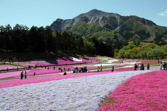 秩父湯元 武甲温泉が、秩父の春の風物詩・羊山公園の「芝桜まつり」に合わせ、温泉をお得に利用できるキャンペーンとイベントを実施します 秩父湯元 武甲温泉が、秩父の春の風物詩・羊山公園の「芝桜まつり」に合わせ、温泉をお得に利用できるキャンペーンとイベントを実施します