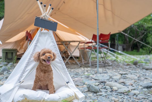 清流と里山に囲まれたCOMORIVER(コモリバ)で愛犬とお泊まり愛犬との旅をもっと気軽に「ペットアイテム」を拡充 清流と里山に囲まれたCOMORIVER(コモリバ)で愛犬とお泊まり愛犬との旅をもっと気軽に「ペットアイテム」を拡充