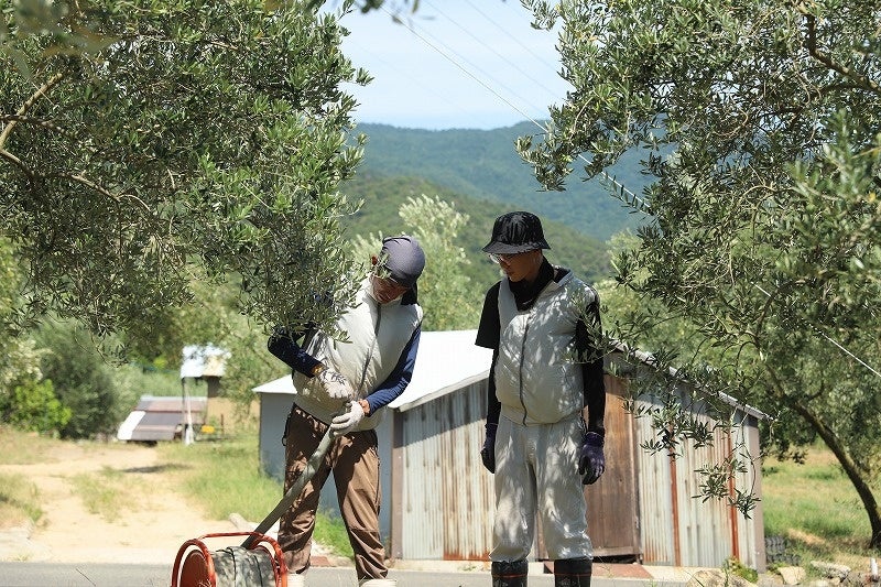 新人スタッフにオリーブの水やりを説明する様子