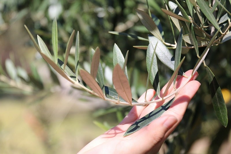 葉裏が銀白色に輝く、健康成分豊富なオリーブ葉