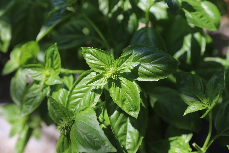 ▲粘性土の農地で育てたバジル