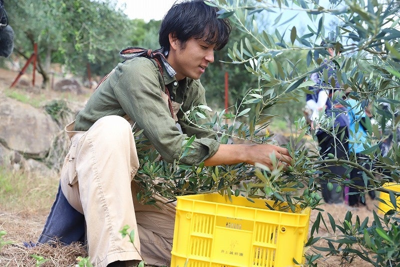 オリーブを収穫する3代目園主の息子・井上健也
