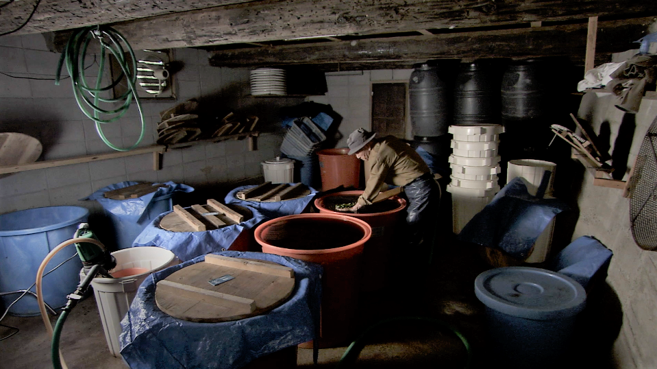 地下の貯蔵庫で新漬けオリーブを作る2代目園主