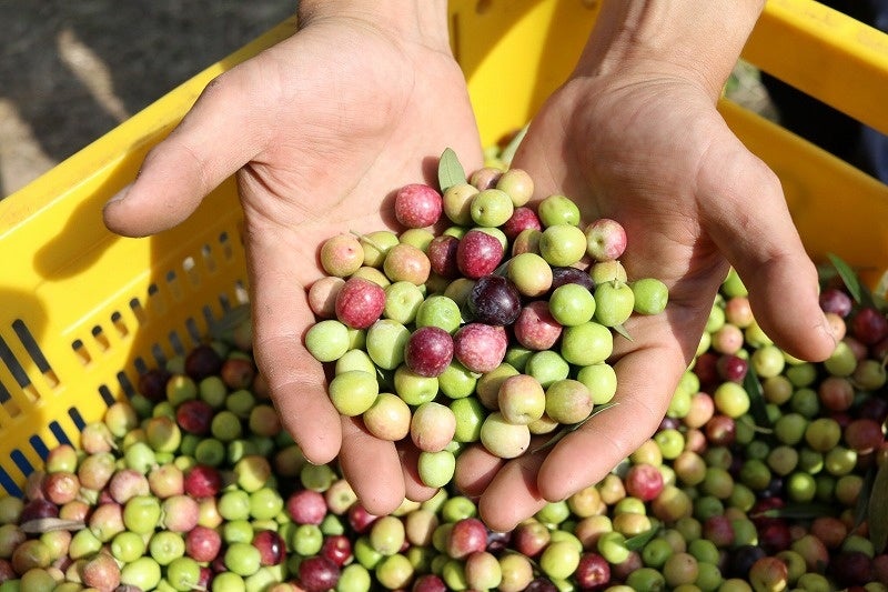 収穫したアルベキーナ種