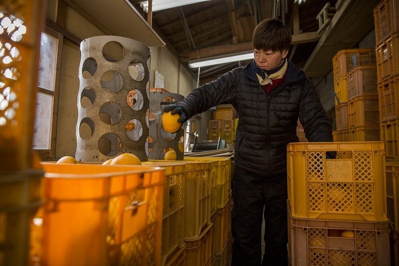 八朔の選果(写真・芥川仁)