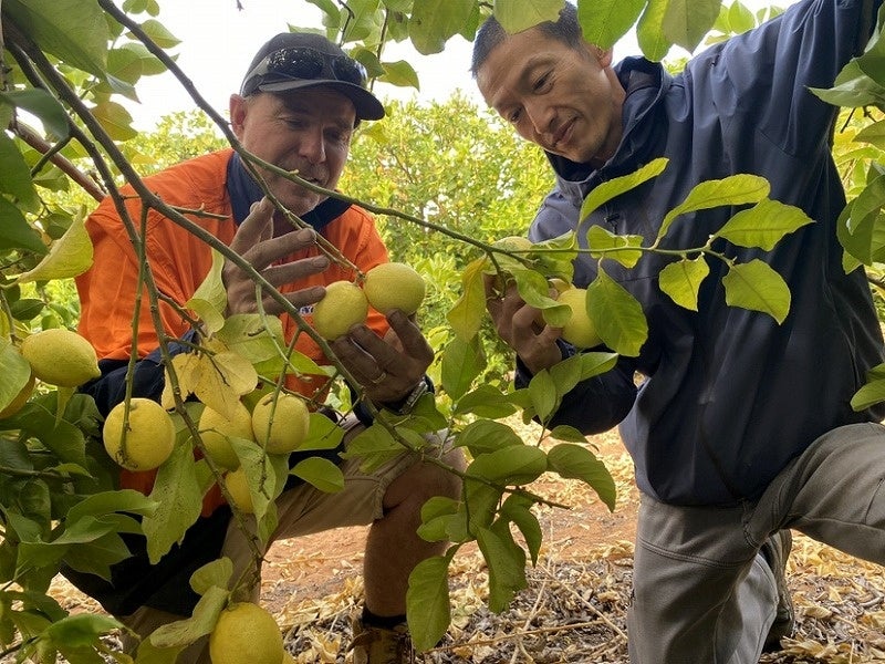 ▲果実の熟度を見極めるレモン農家・マイケルさんと大坪