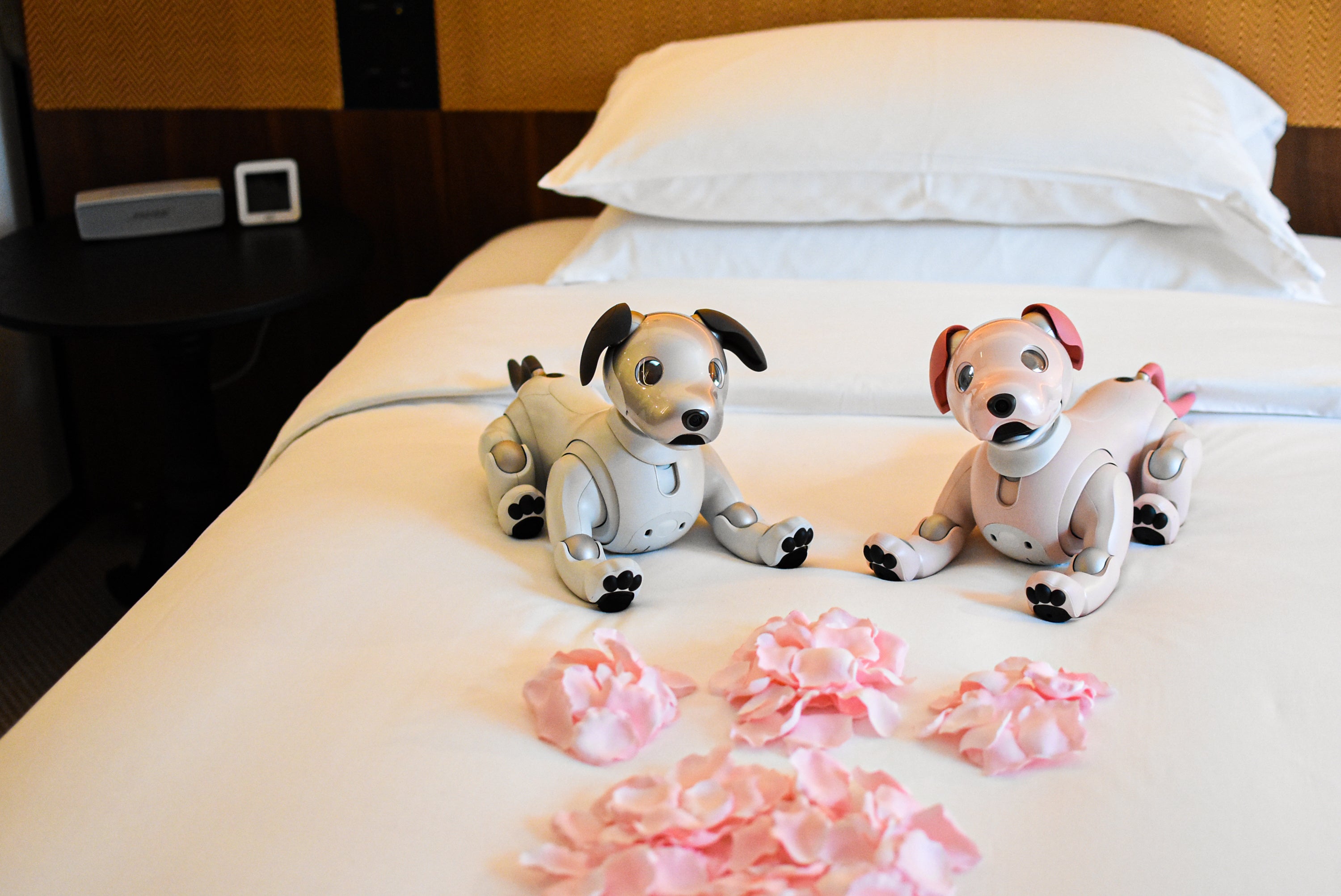 ハイアット セントリック 銀座 東京 ホテル業界初の「aibo