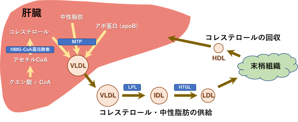 図１．肝臓を中心とした脂質輸送系
