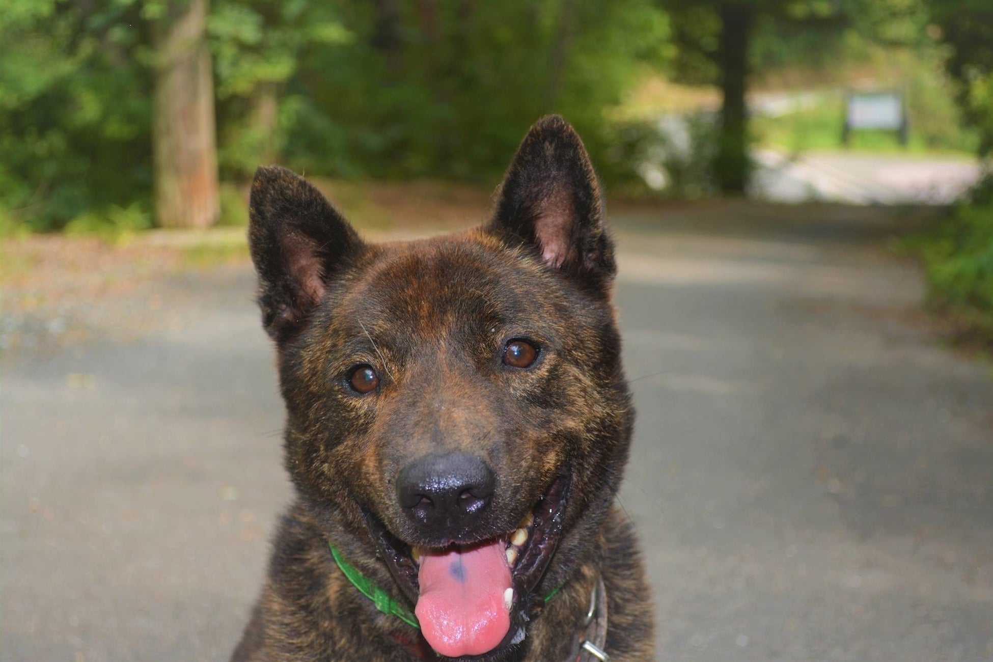 2016年に保護した捨て犬「モン吉」