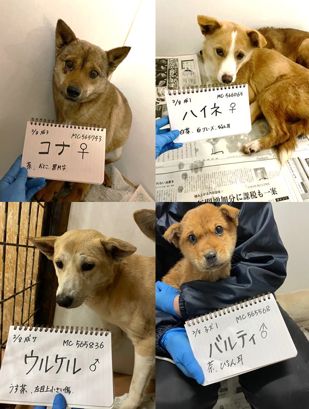 2022年2月に引き取った保護犬たち