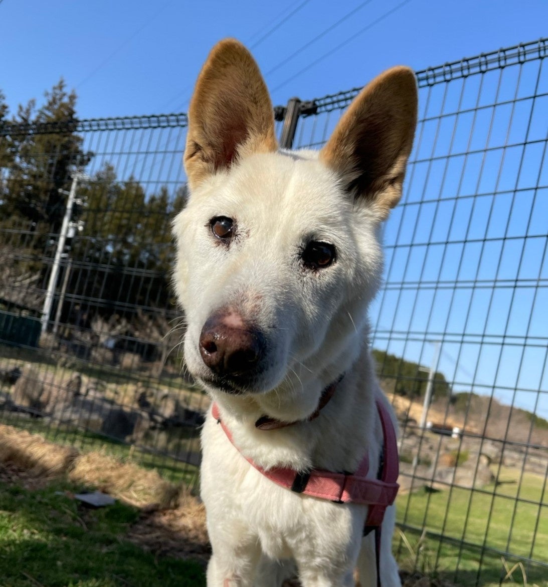 オレンジ犬舎で暮らす老犬「ステフ」