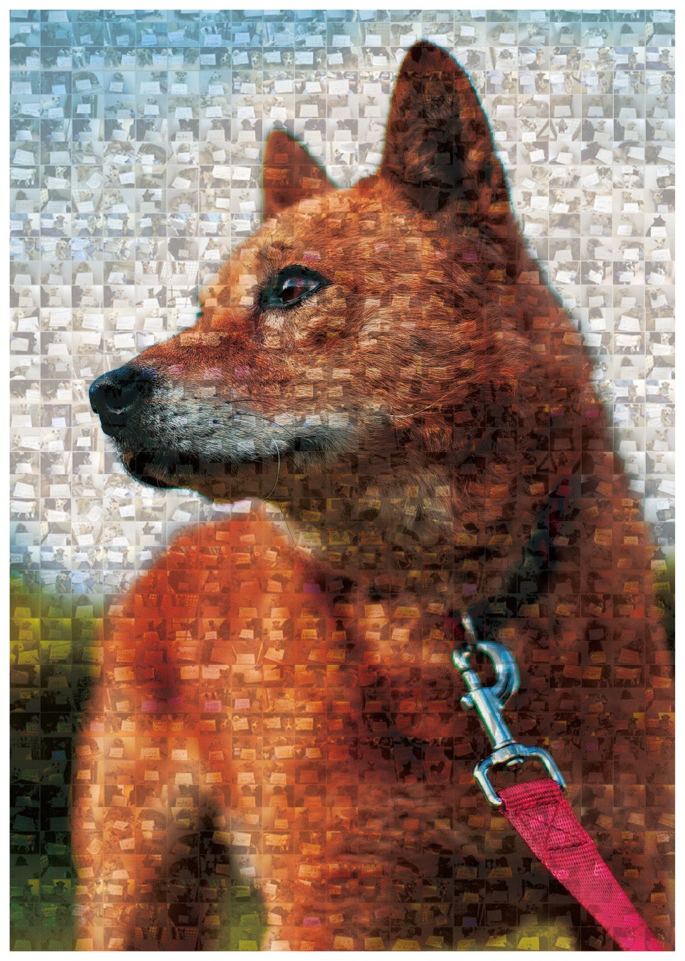 犬の殺処分ゼロを目指す ピースワンコ ジャパン プロジェクト Sbinft Marketにて 保護犬 Nft 寄付 展開中 ピースウィンズ ジャパンのプレスリリース 犬の殺処分ゼロを目指す ピースワンコ ジャパン プロジェクト Sbinft Marketにて 保護犬 Nft 寄付 展開中 ピースウィンズ ジャパンのプレスリリース