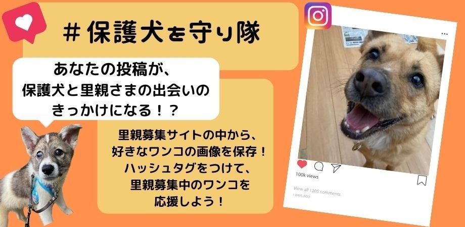 保護犬活動の為断捨離中 希少特大タオル 星形ロゴ 保護犬・保護猫 救済支援ステッカー:Pink