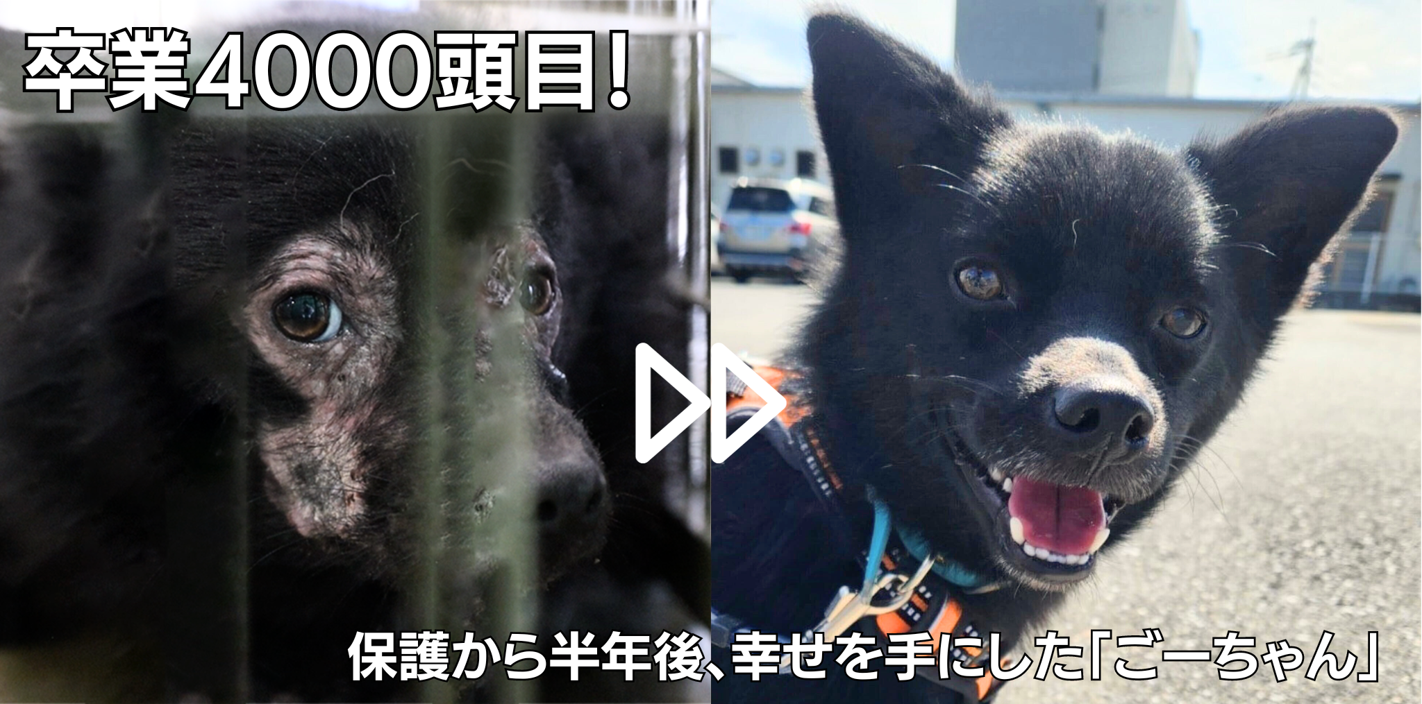 (左)保護当時、皮膚状態がボロボロだったごーちゃん・(右)可愛いワンコへと変身したごーちゃん