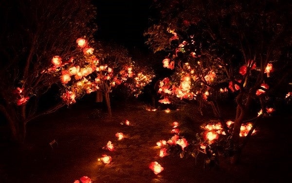 伊豆大島で実施した椿ランタンプロジェクト（2018年）