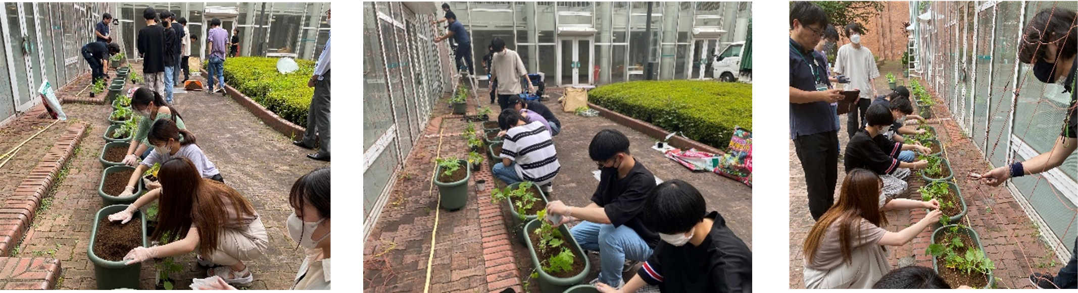 グリーンカーテン設置作業の様子