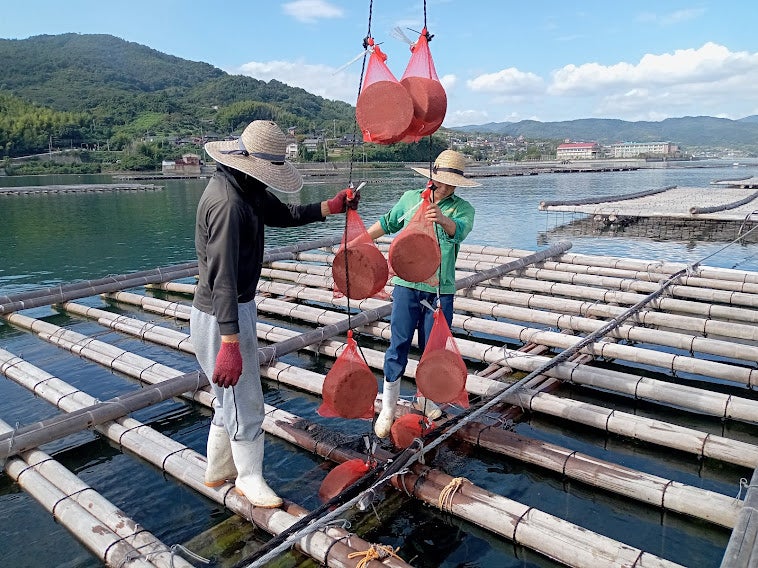 牡蠣筏にMOFU-DXを吊るす