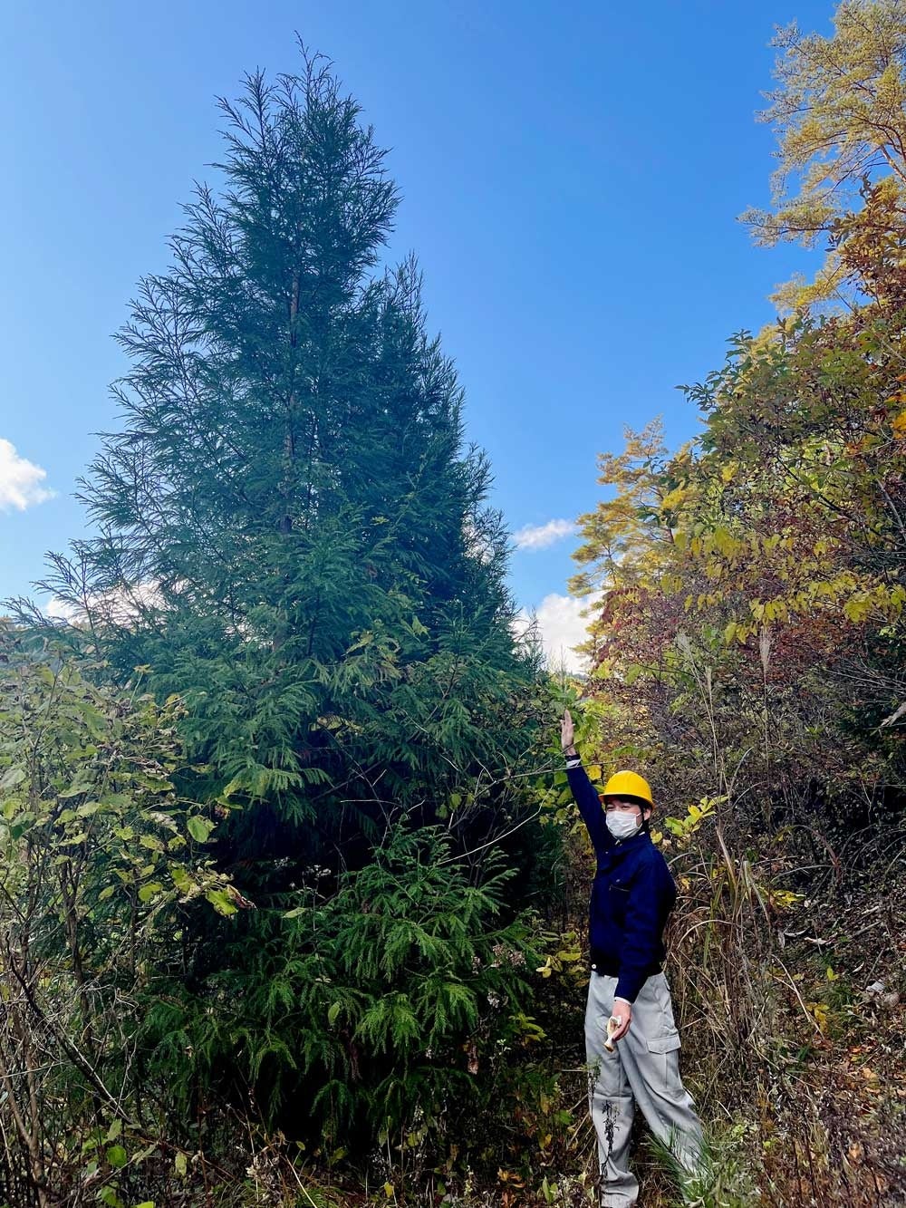 ２０１４年に植林したスギの木