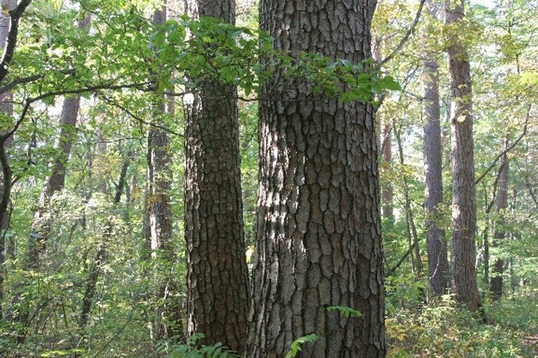 伐採期を迎えたアカマツの木