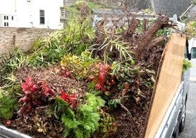 管理建物で剪定された枝葉