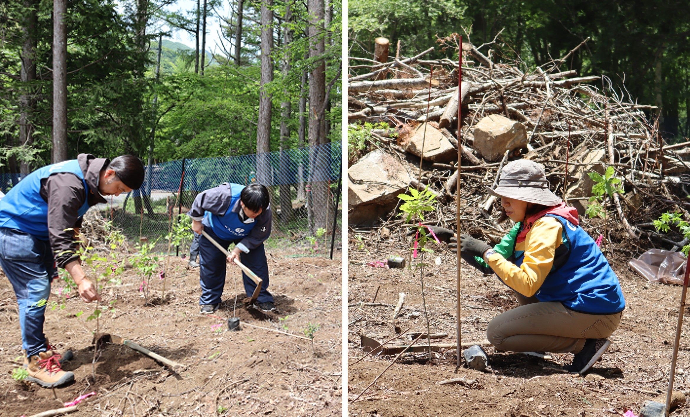 社員による植樹の様子