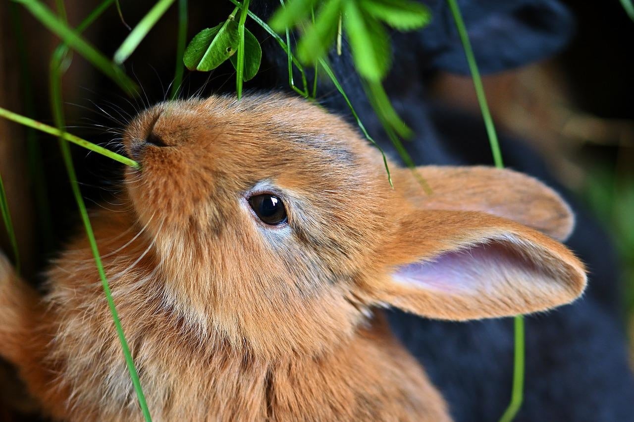 キャンペーン情報 うさぎ愛があふれて止まらない 絵本 かわいいうさぎ 刊行記念 わたしのかわいいうさぎ キャンペーン 株式会社 岩崎書店のプレスリリース キャンペーン情報 うさぎ愛があふれて止まらない 絵本 かわいいうさぎ 刊行記念 わたしのかわいいうさぎ キャンペーン 株式会社 岩崎書店のプレスリリース