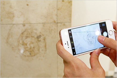 アンモナイトなどの化石が見つけられる