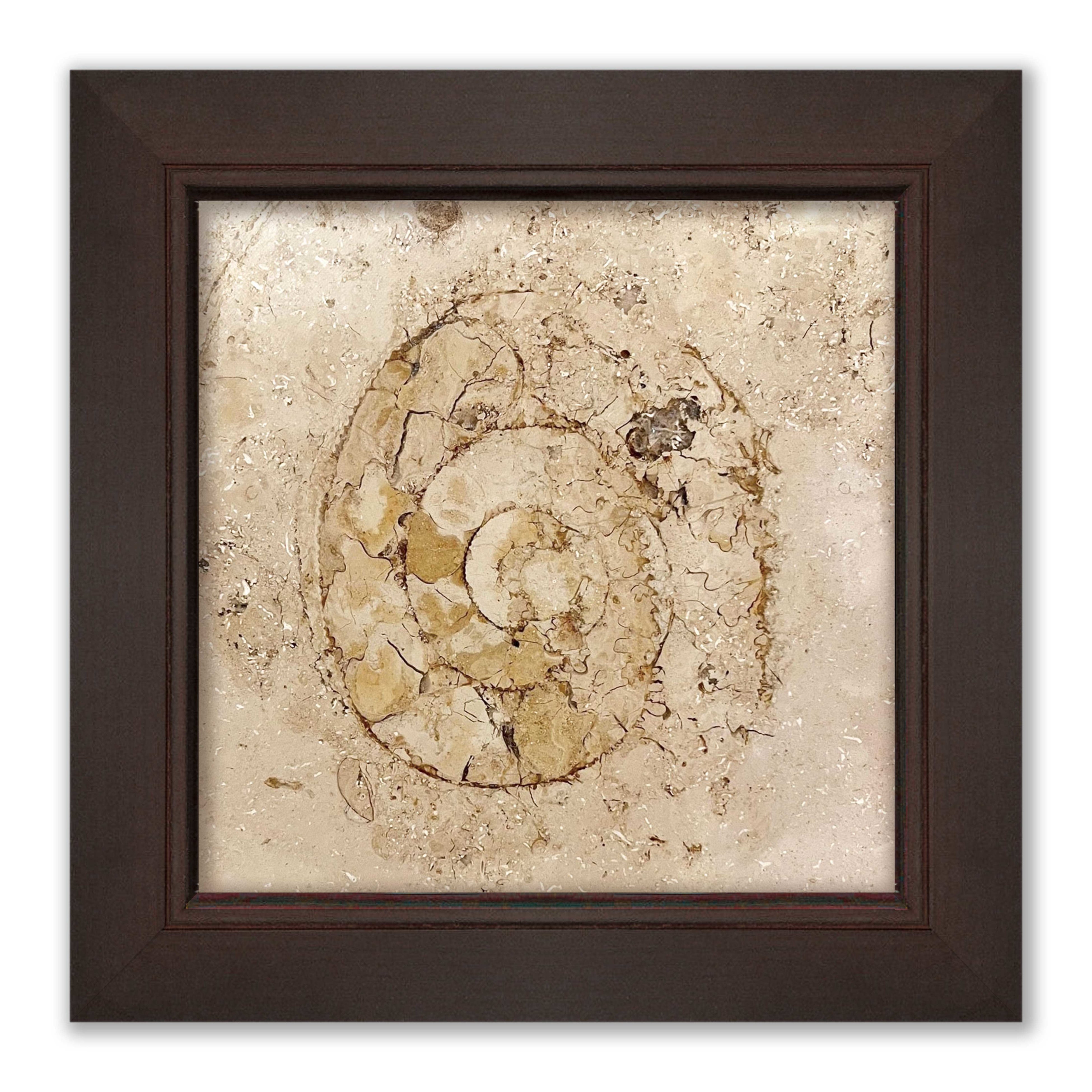 A賞アンモナイトイメージ