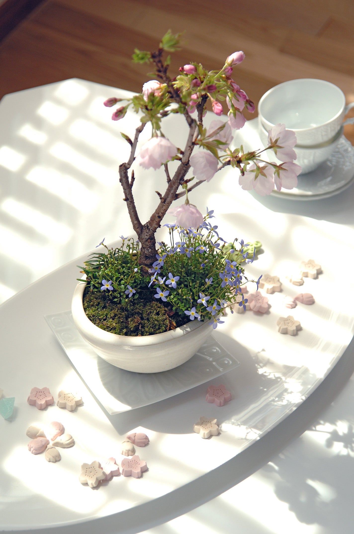 盆栽作りを体験できるワークショップも