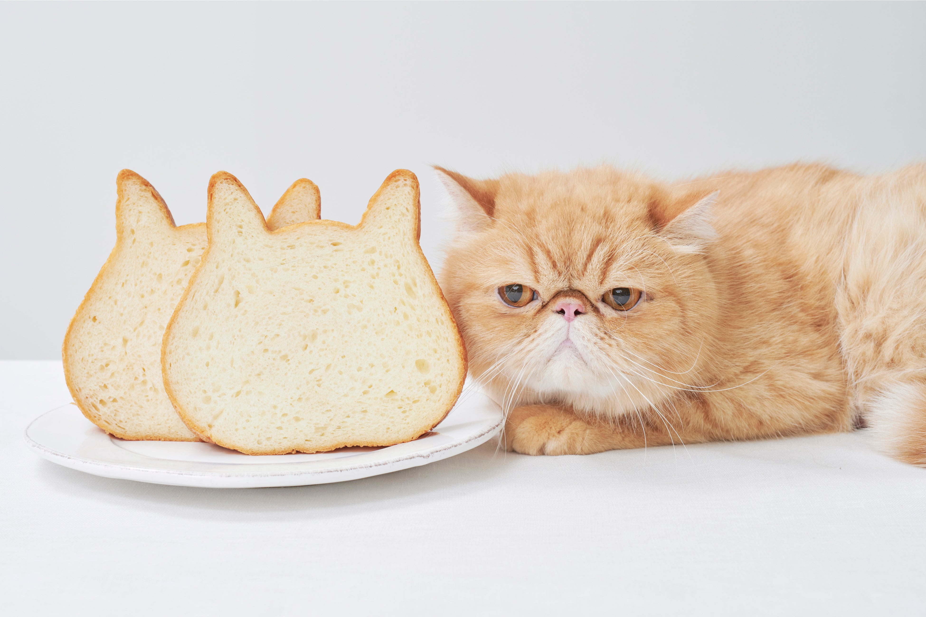 22年初オープン 北海道にねこねこ食パンが登場 ねこの 形の高級専門店 ねこねこ食パン が札幌南郷通に初上陸 株式会社オールハーツ カンパニーのプレスリリース