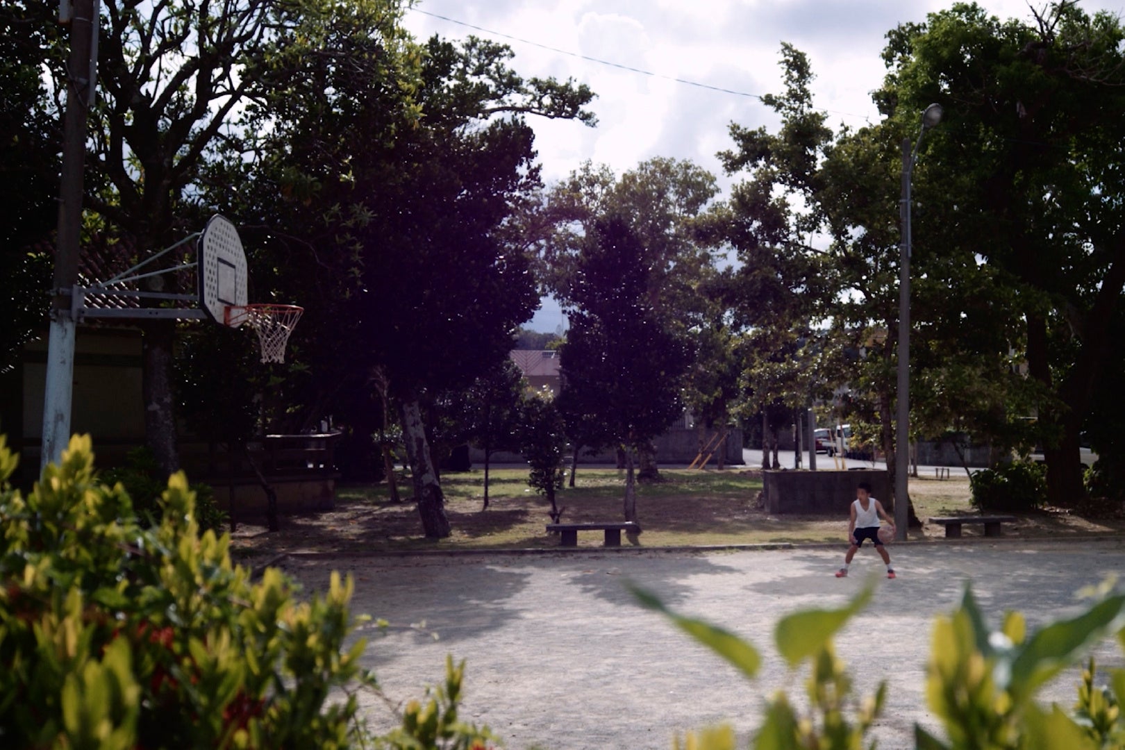 ⭐️hiromiさま専用です⭐️ キングスドリームス 三年生苗 ⭐️hiromiさま専用です⭐️ キングスドリームス 三年生苗 【公式通販】