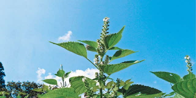 川本町のえごま