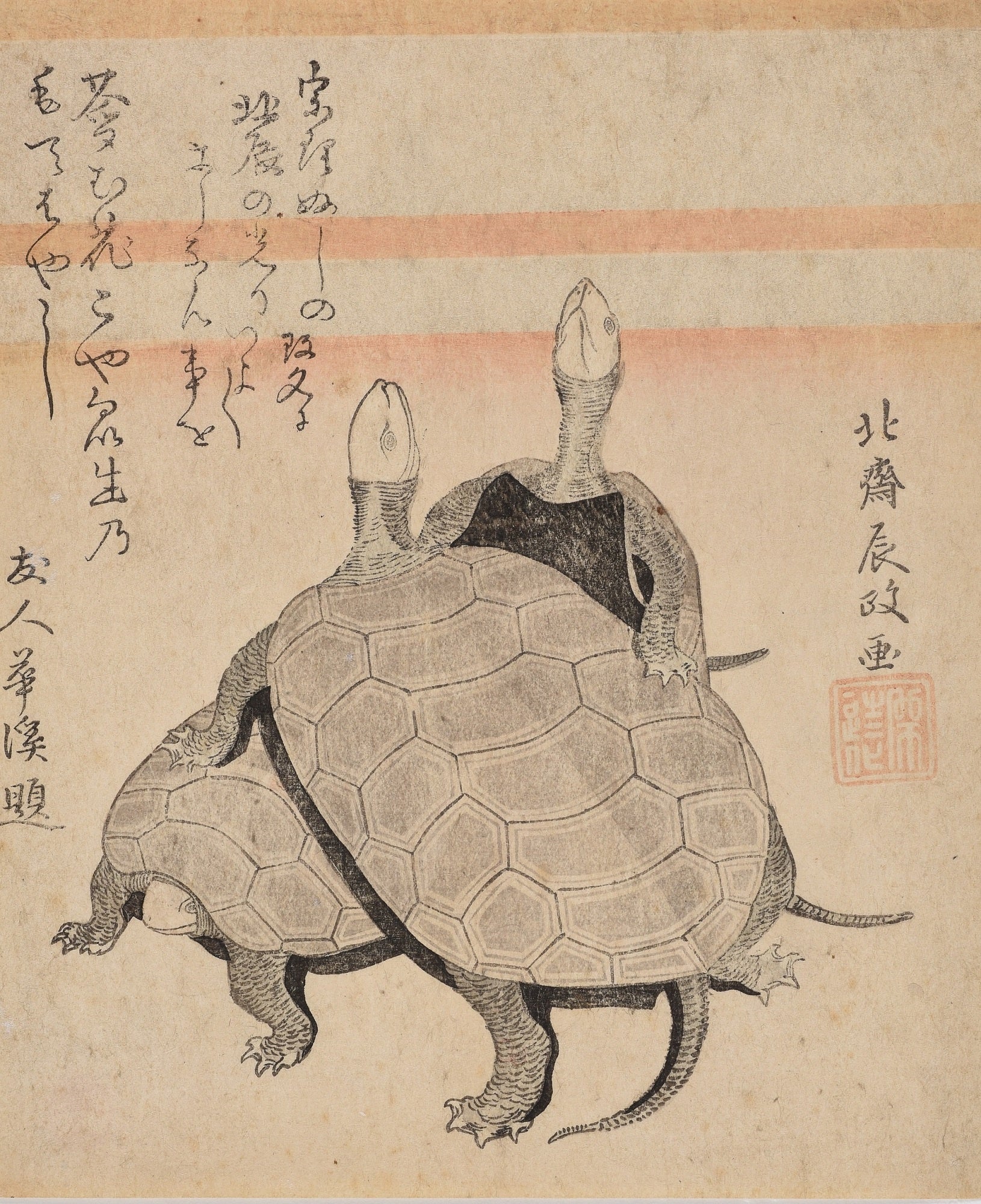 葛飾北斎《亀》島根県立美術館蔵 （永田コレクション）［前期展示］