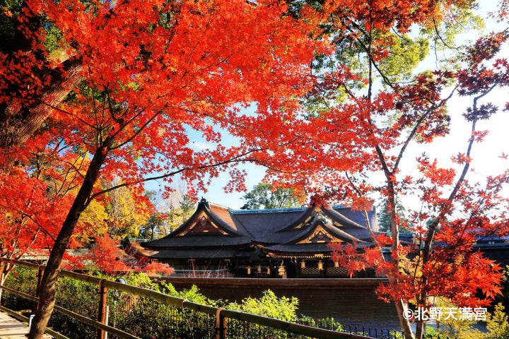 京都北野天満宮 御茶杓 京都 北野天満宮 ✨ 花手水 京都北野天満宮 御茶杓 京都 北野天満宮 ✨ 花手水