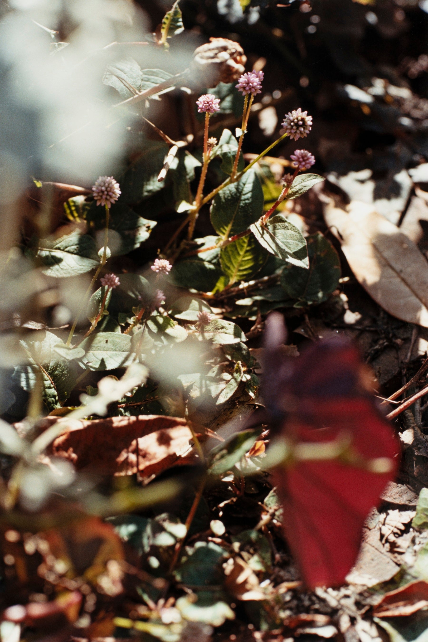 書籍『薮IN』イメージ：PHOTO by 塩田正幸