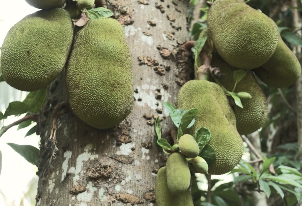 リアルテックファンド ジャックフルーツ 代替肉を開発するシンガポール発ベンチャー Karanaへ出資を実施 リアルテックホールディングス株式会社のプレスリリース リアルテックファンド ジャックフルーツ 代替肉を開発するシンガポール発ベンチャー Karanaへ出資を実施 リアルテックホールディングス株式会社のプレスリリース