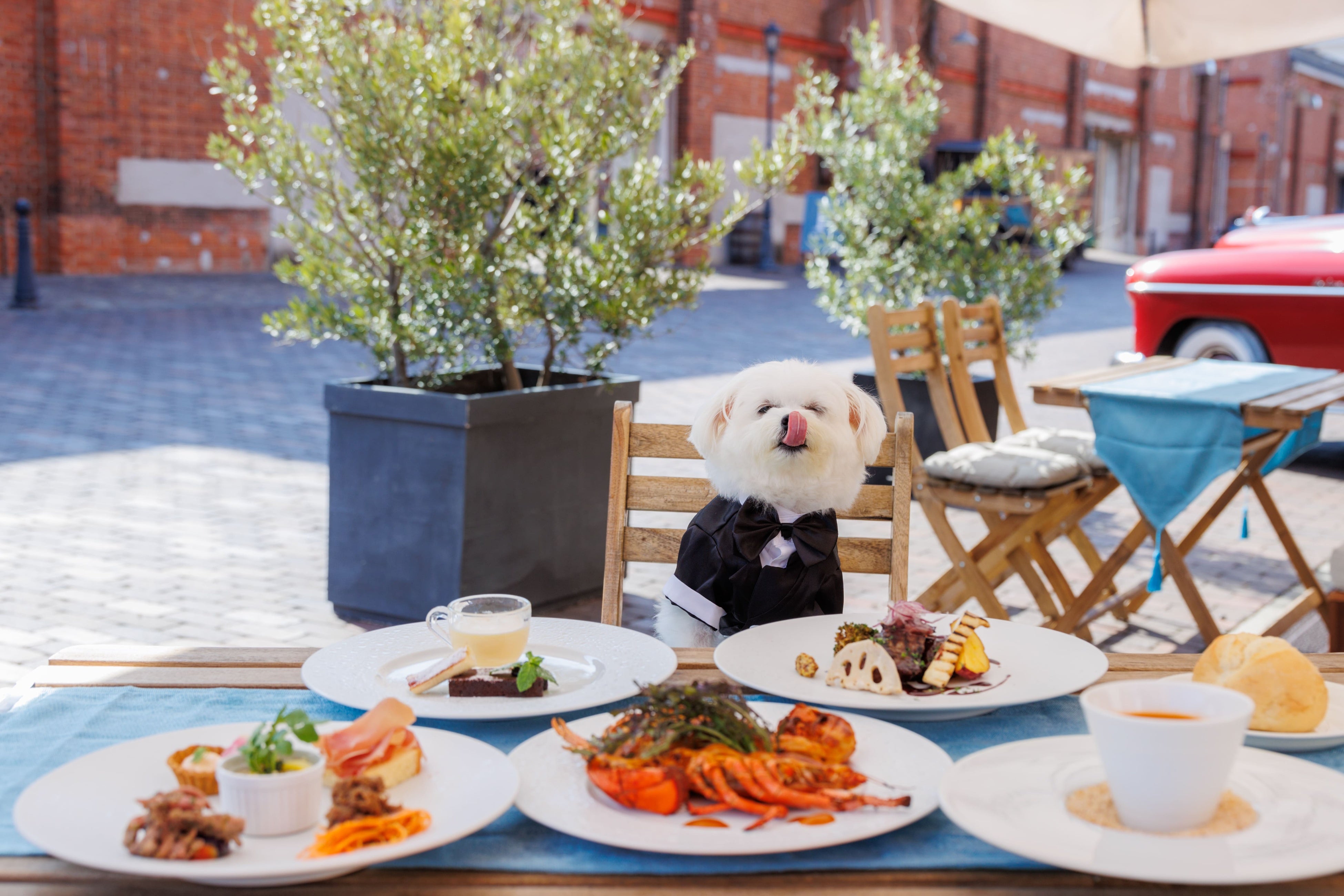 愛犬と過ごすランチタイム！