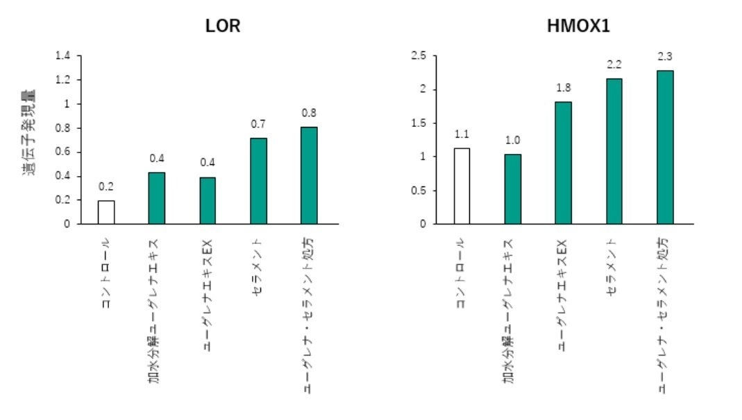 図3：ロクロリン（LOR）とヘムオキシゲナーゼ-1（HMOX1）の遺伝子発現解析結果